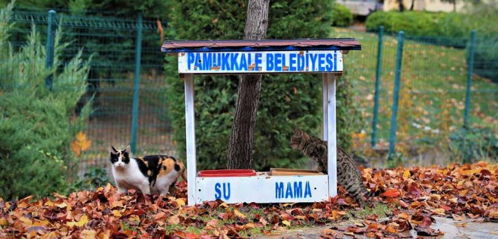 PAMUKKALE’DE SOKAKTAKİ CANLAR UNUTULMADI