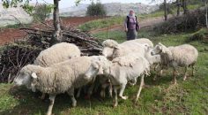 5 KOYUN 1 KOÇ VE 6 AYLIK YEM DESTEĞİ BAŞVURULARI BAŞLADI