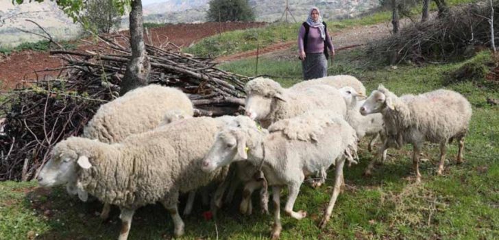 5 KOYUN 1 KOÇ VE 6 AYLIK YEM DESTEĞİ BAŞVURULARI BAŞLADI