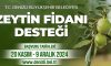 ÇİFTÇİLERE 50 BİN ZEYTİN FİDANI